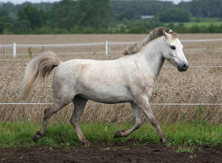 Welsh Partbred (Sec F) Gnisten billede 4