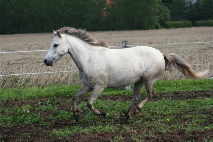 Welsh Partbred (Sec F) Gnisten billede 6