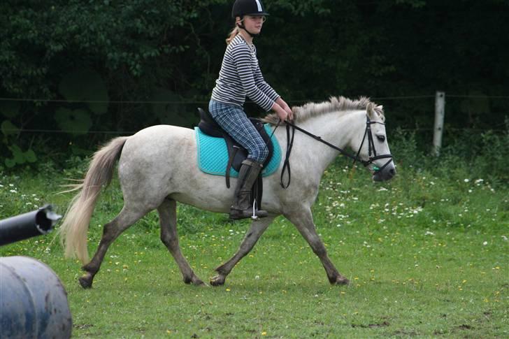 Welsh Partbred (Sec F) Gnisten billede 9