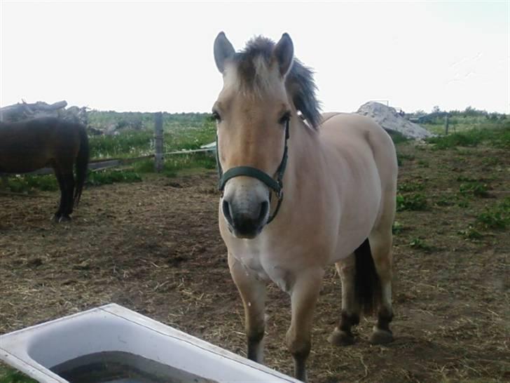 Fjordhest Rune Åby Farvel Min Skat. - rune på en varm sommer dag.. billede 1