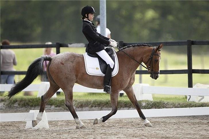 Hollandsk Sportspony Miss-Shadow (Aflivet) - Ballerup distrikt mesterskab hold 2010 billede 2