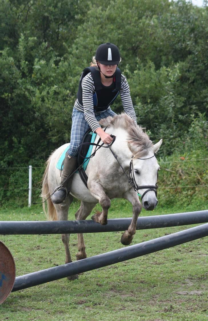 Welsh Partbred (Sec F) Gnisten billede 14