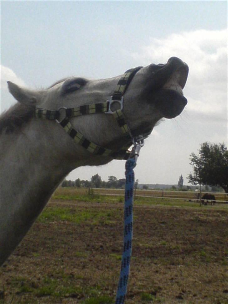 Welsh Partbred (Sec F) Gnisten billede 17