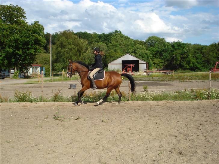Anglo Araber (AA) Magara Al Ziyadah(Maggie) - Tja man skal jo begynde et sted xD billede 2