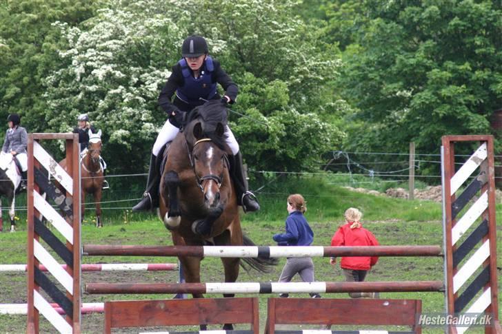 Dansk Varmblod Sunset  Bolero - ld hest i helle foto marianne eiby billede 4