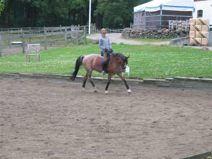 Hollandsk Sportspony Miss-Shadow (Aflivet) - 2 dage efter hun var kommet hjem
(Petersborg)
 billede 6