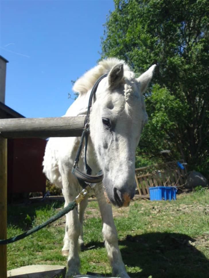 Anden særlig race Ia pigen  R.I.P :'(  †<3 - her er nogen sommer billeder  billede 12