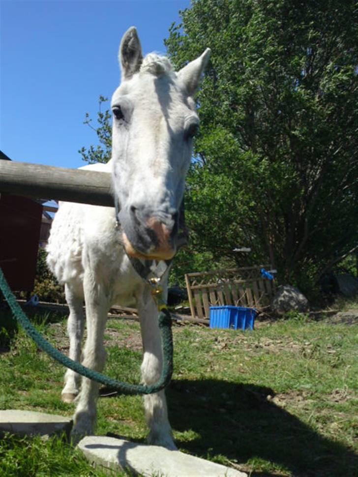 Anden særlig race Ia pigen  R.I.P :'(  †<3 - iaa :) igen :) billede 13