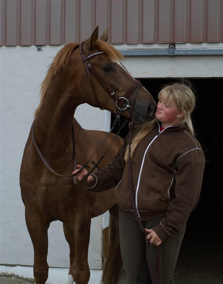 Trakehner Prins Ib Firfod - For lige et kys af min lækre prins :p billede 15