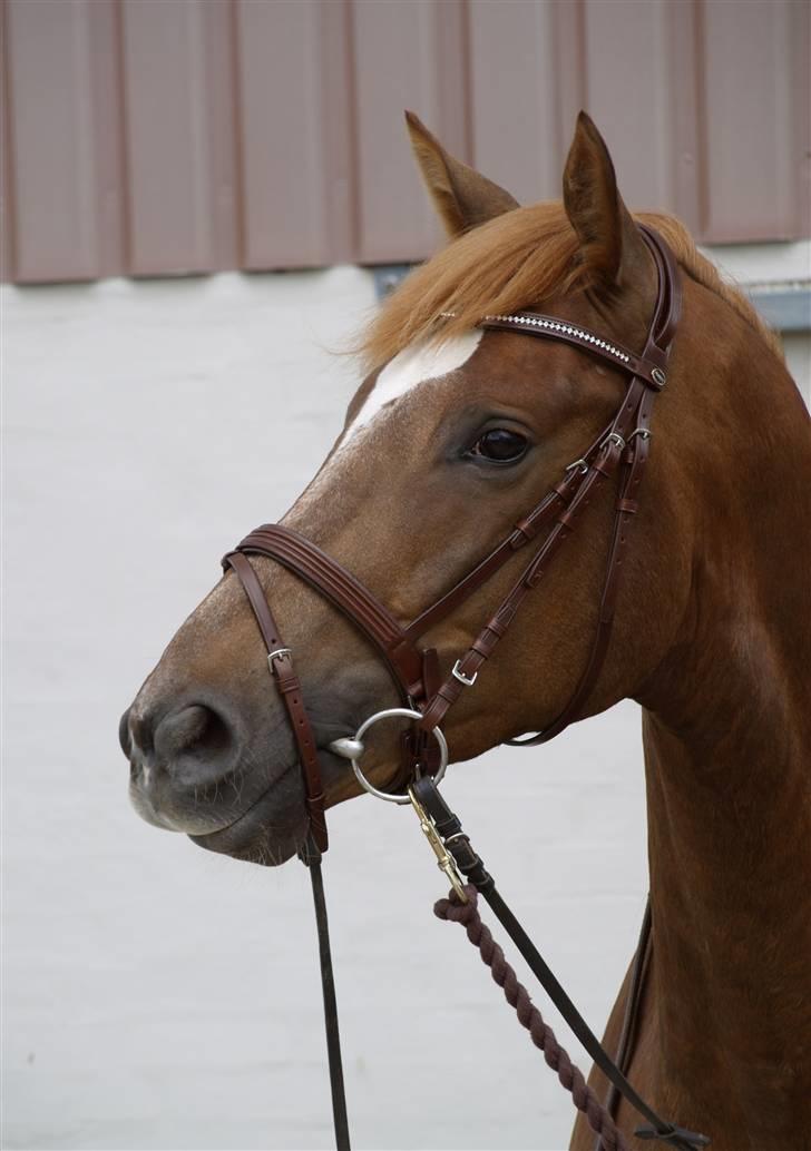 Trakehner Prins Ib Firfod billede 18