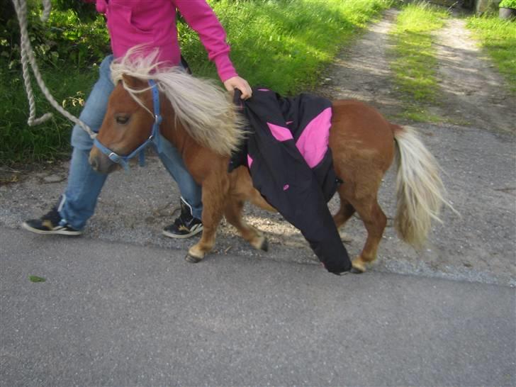 Miniature Filur ( figurt ) <3 solgt - lidt træning :) billede 17