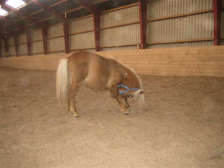 Miniature Filur ( figurt ) <3 solgt billede 18