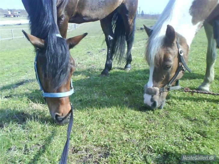 Anden særlig race Zenta  billede 1