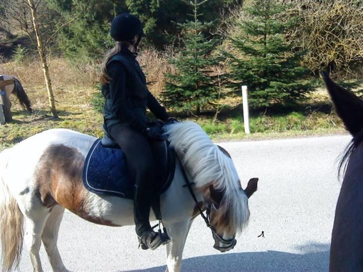 Anden særlig race Zenta  billede 2