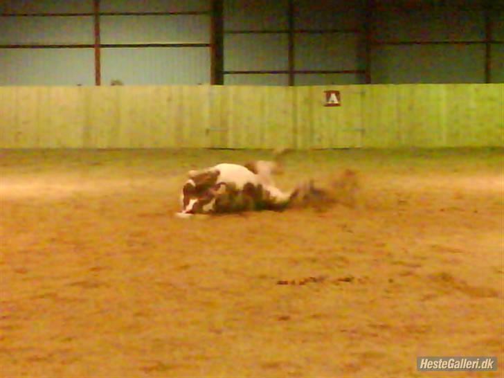 Anden særlig race Zenta  billede 3