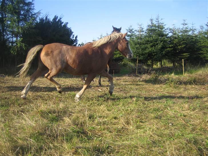 Dartmoor skovbrynets burat (split) solgt  billede 6