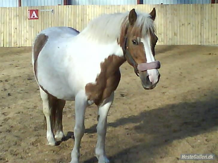 Anden særlig race Zenta  billede 5