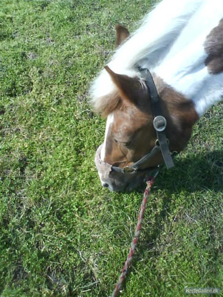 Anden særlig race Zenta  billede 6