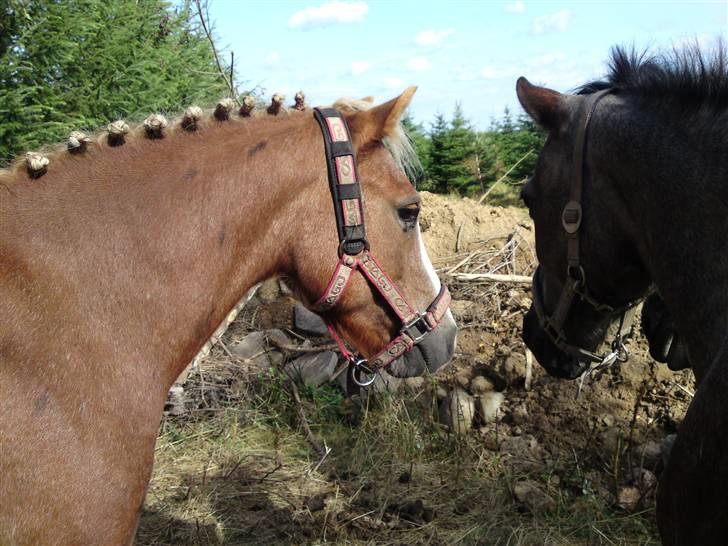 Dartmoor skovbrynets burat (split) solgt  billede 7