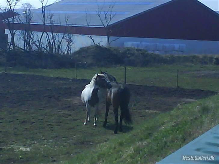 Anden særlig race Zenta  billede 7