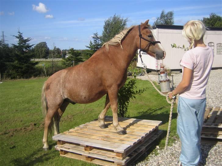 Dartmoor skovbrynets burat (split) solgt  billede 9