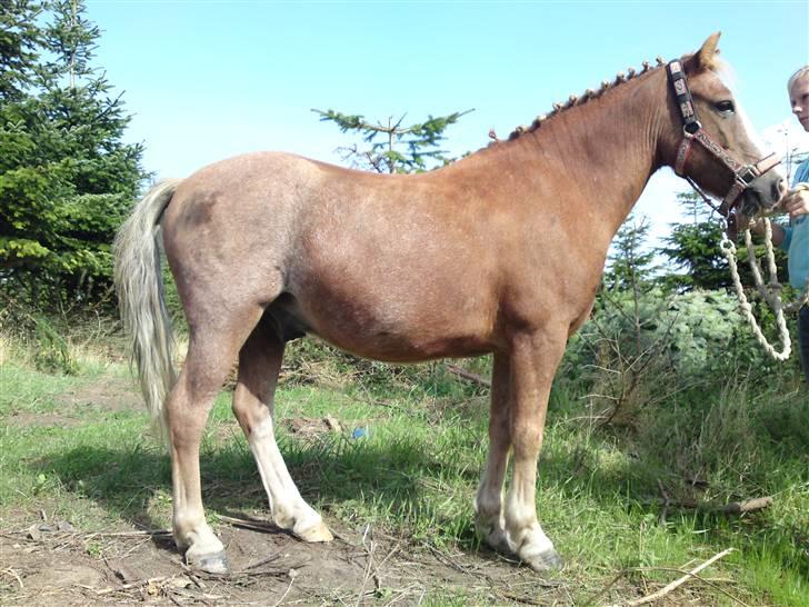 Dartmoor skovbrynets burat (split) solgt  billede 10