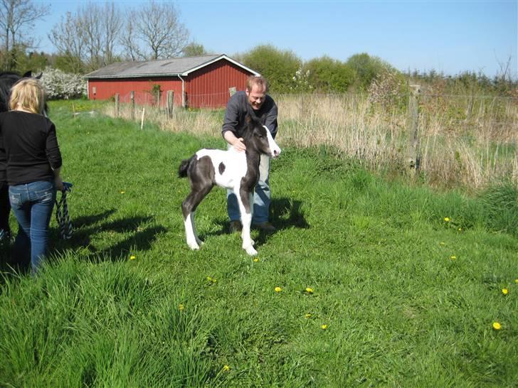 Irish Cob Troelsgaardens Sir Simon De Cantervill - 19. Simon på folden som føllebøllle <3 billede 19