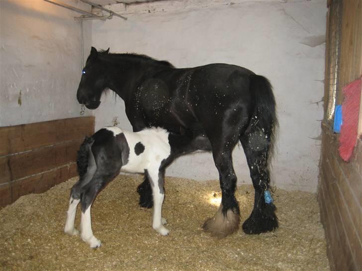 Irish Cob Troelsgaardens Sir Simon De Cantervill - 18. Da Bassen var kommet til verden. billede 18