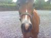 Tysk Sportspony Sally