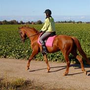 Dansk Varmblod DonnarinaF