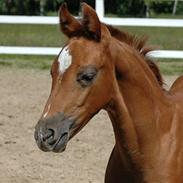 Dansk Varmblod DonnarinaF
