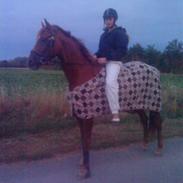 Dansk Varmblod DonnarinaF