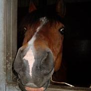 Anden særlig race Gubben