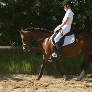 Welsh Pony af Cob-type (sec C) | MENAI LADY CAMILLA *tortillen*