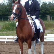 Pinto Tikana (SOLGT) :'(