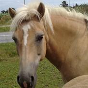 Haflinger Daisy Høgh