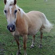 Haflinger Daisy Høgh