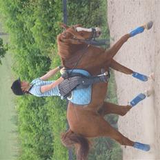 Arabisk fuldblod (OX) El rasco solgt