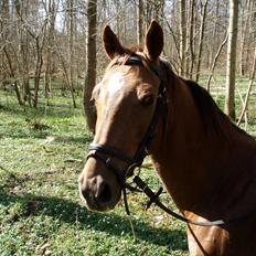 Hollandsk Sportspony Team Sødrings Toni -solgt