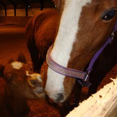 Fuldblod (XX) Racing Star 