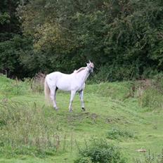 Connemara Silver Star