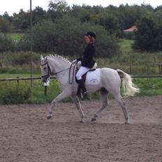 Connemara Silver Star