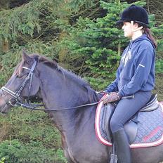 Tysk Sportspony Massimo 36