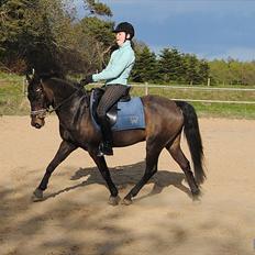 Tysk Sportspony Massimo 36