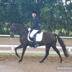 Tysk Sportspony Massimo 36