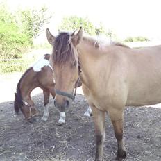 Anden særlig race shanita
