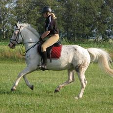 Anden særlig race Karpaccio *Byttet*