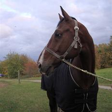 Dansk Varmblod Azur Khan