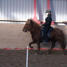 Islænder Silkisif f Skydebanegård solgt 