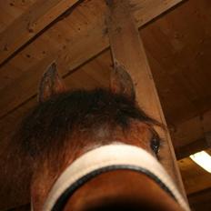 New Forest mankehøjs kaval savnet:'(